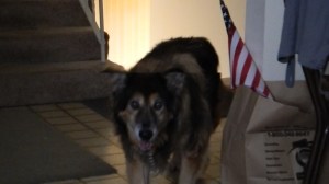 I pulled it out of a video, so its not the best pictures of her... Just a few months ago, she was still very alive. See the white part on her shoulder? Thats where the tumor has pushed her hair up so you see her undercoat.